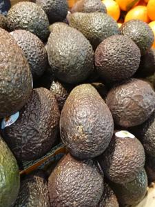 Avocat gros