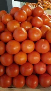 Tomate ronde 