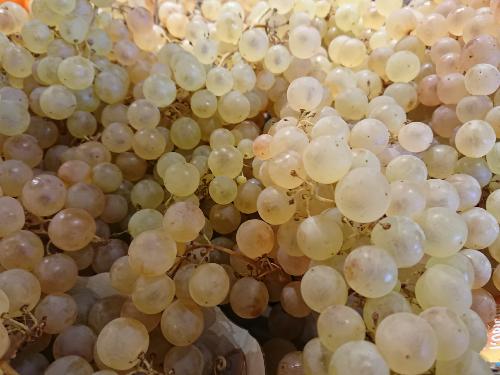 Raisin Chasselas 