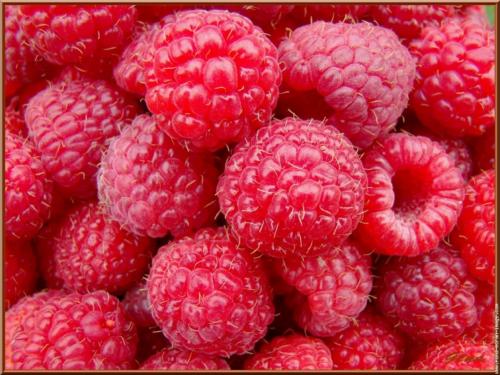 framboise 