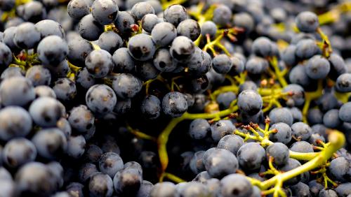 Raisin muscat de hambourg AOP