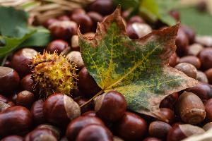 Marron