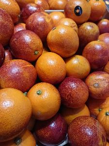 Orange sanguine
