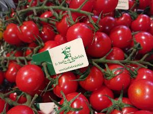 Tomate cerise rabelais