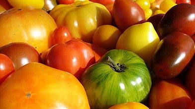 Tomate ancienne pleine terre 