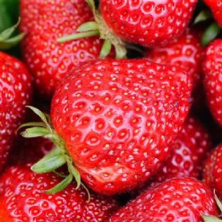 Fraise Gariguette