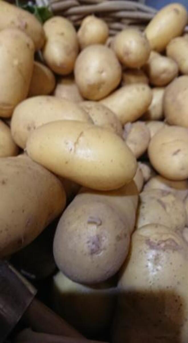 Pomme de terre Celtiane 