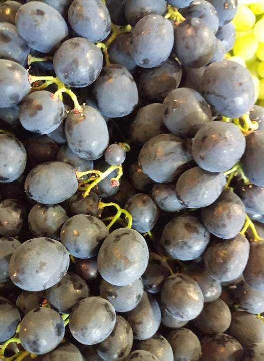 raisin muscat